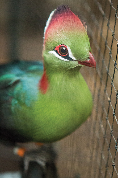 The bird was walking along a branch towards me which meant I was able to keep a single focus point more-or-less over his eye while I shot AI Servo AF to adjust the focus as he got closer to the camera