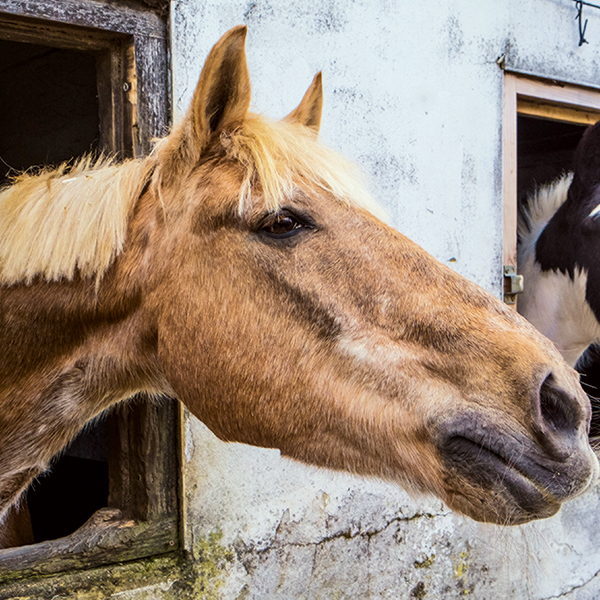 ‘Horse and stable’, taken with the Fujifilm X-E2 28mm, 1/350sec at f/8, ISO 800