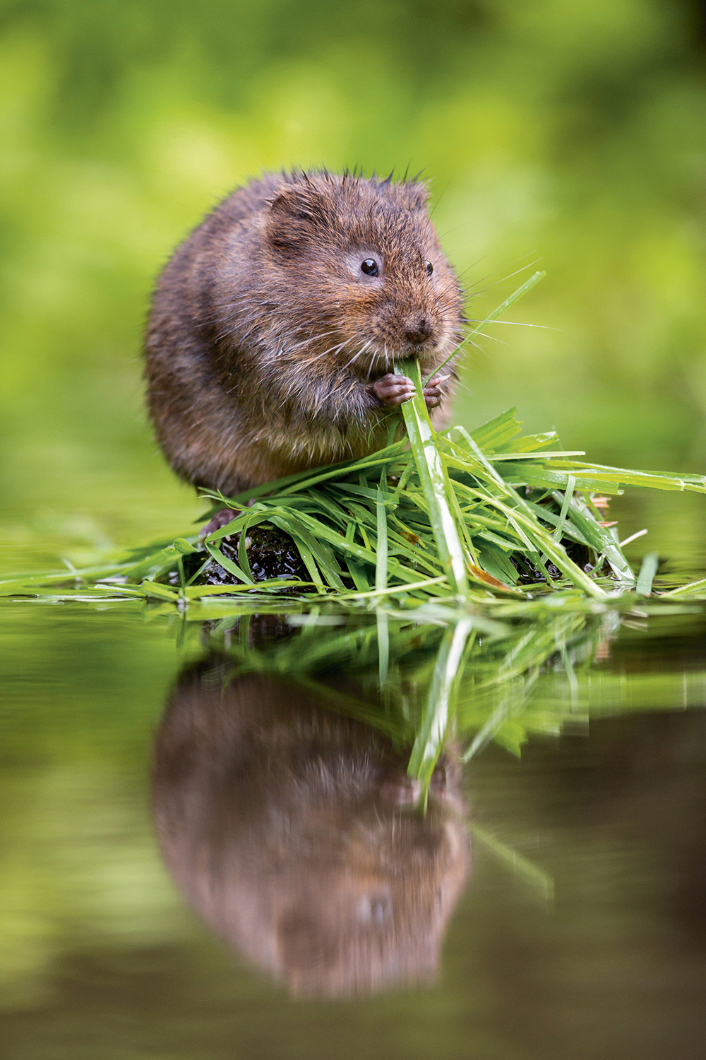 drew buckley ratty