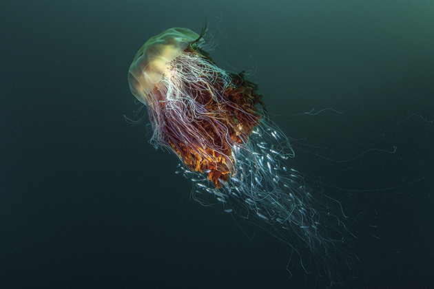 george stoyle hitchhikers jellyfish