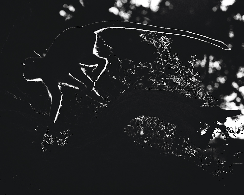 laurent baheux silhouettes baboon