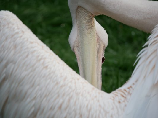 Panasonic G80 image sample 1