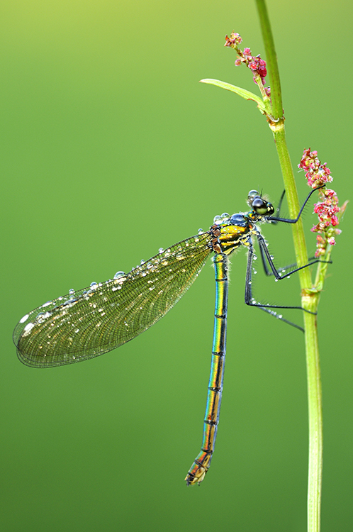 Using manual focus in conjunction with visual notifications can help you obtain maximum sharpness