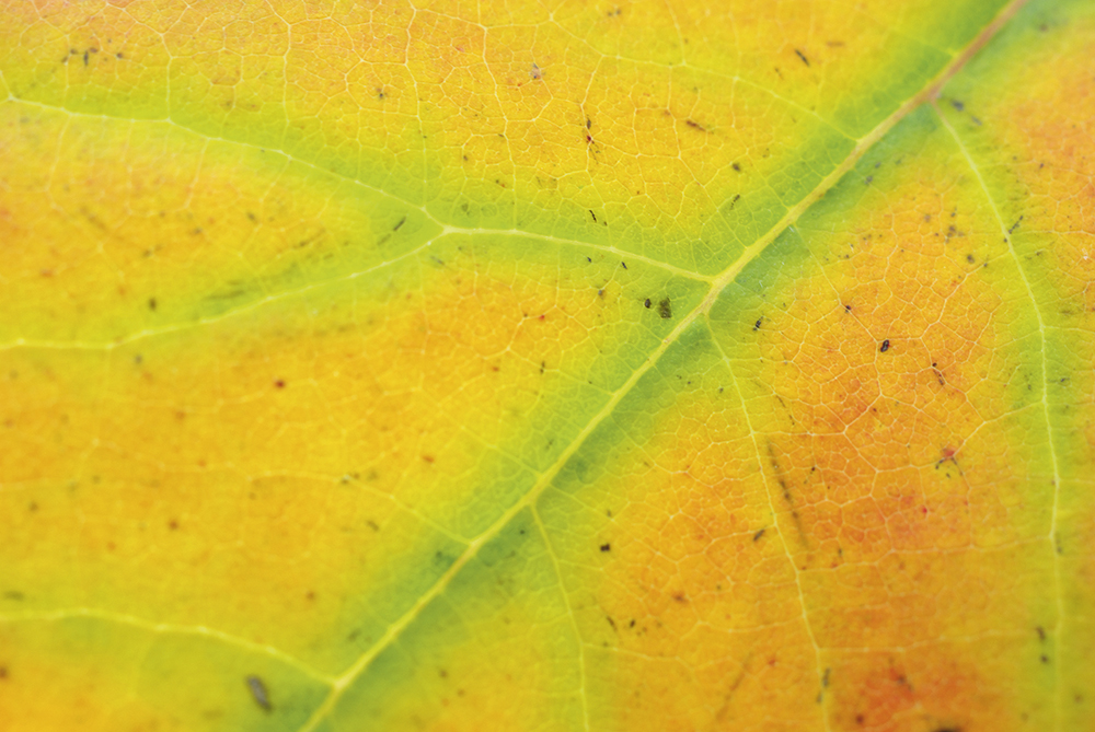 autumn macro keep it clean