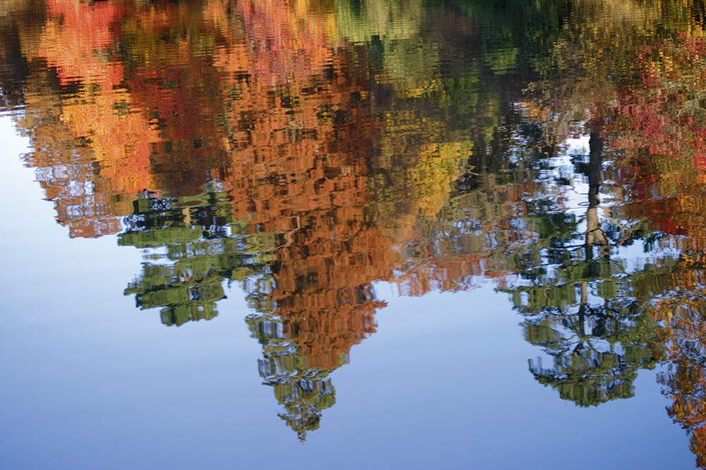 autumn macro tracy calder sheffield park