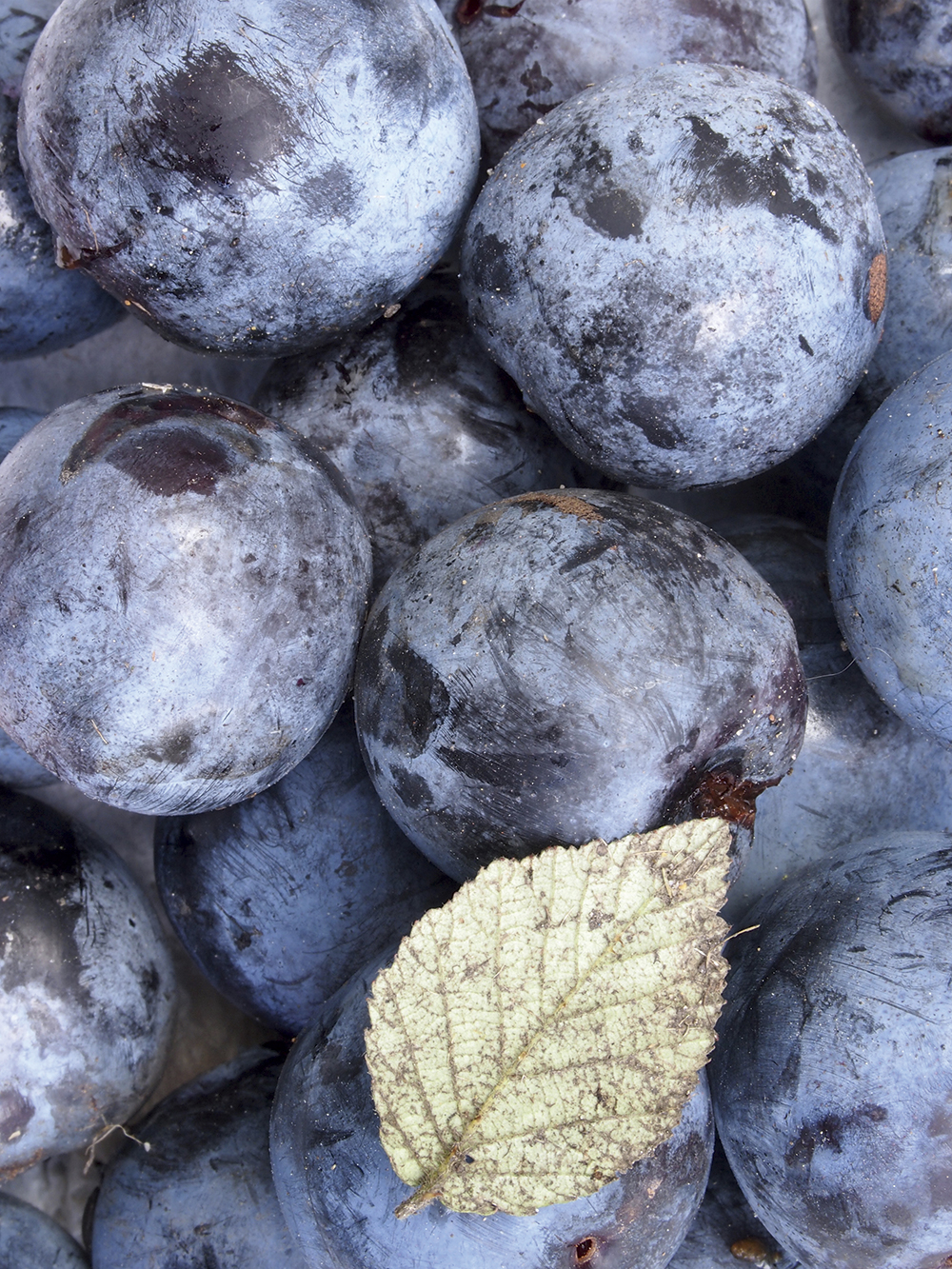 autumn macro tracy calder fruit and berries