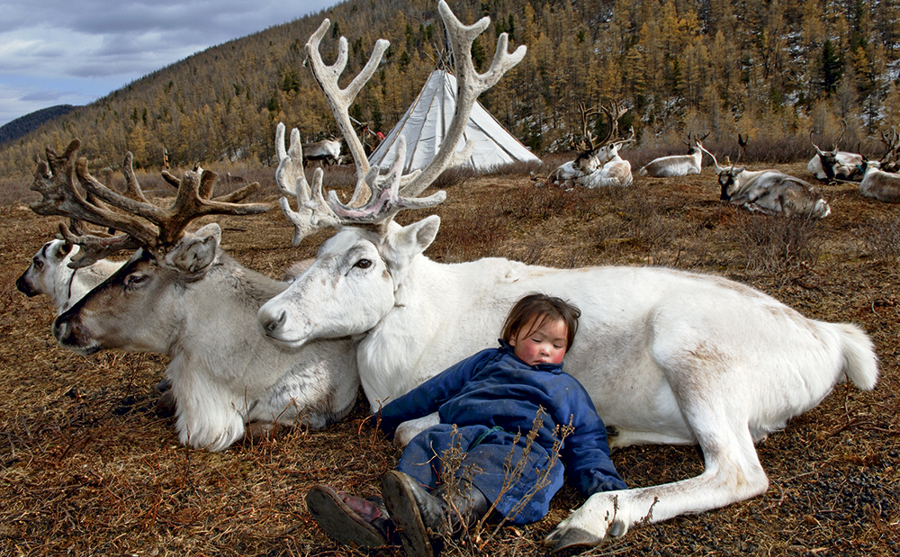 dark heavens hamid sardar deer totam mongolia