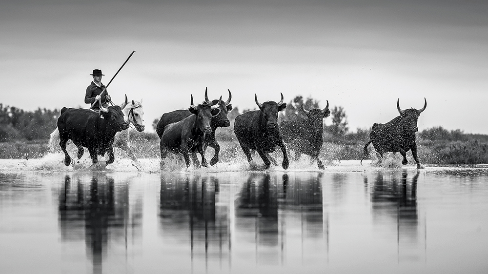 richard dunwoody bulls herded in camargue france