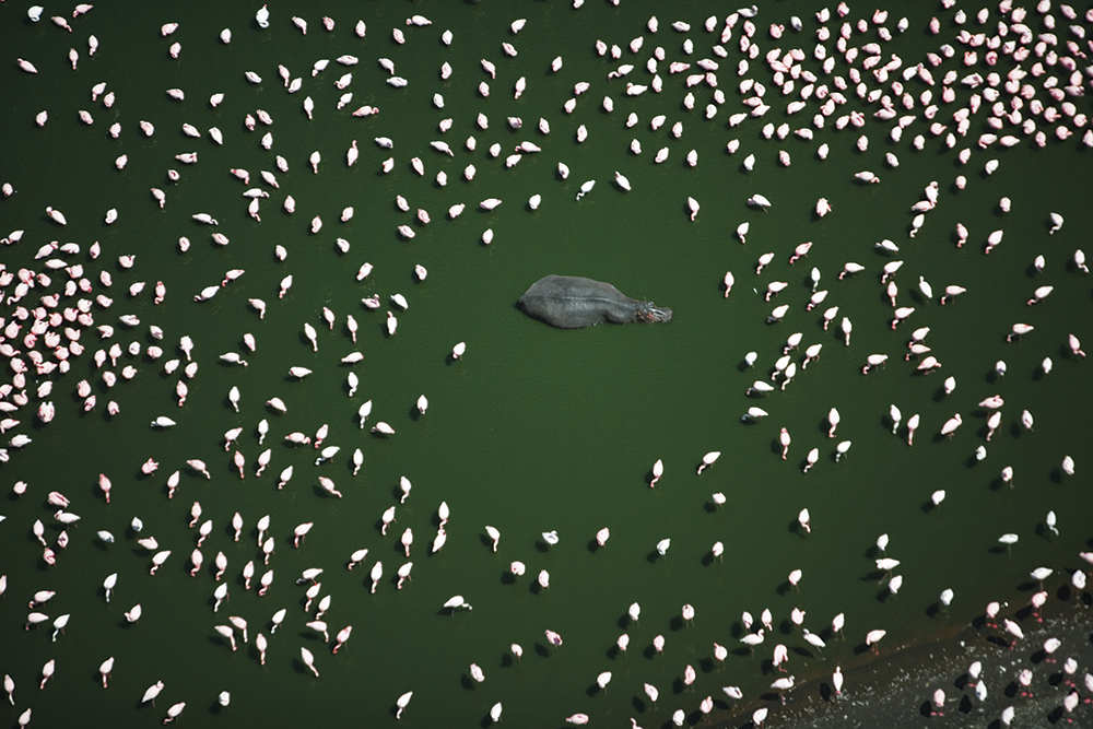 Art Wolfe Hippopotamus amidst Flamingos