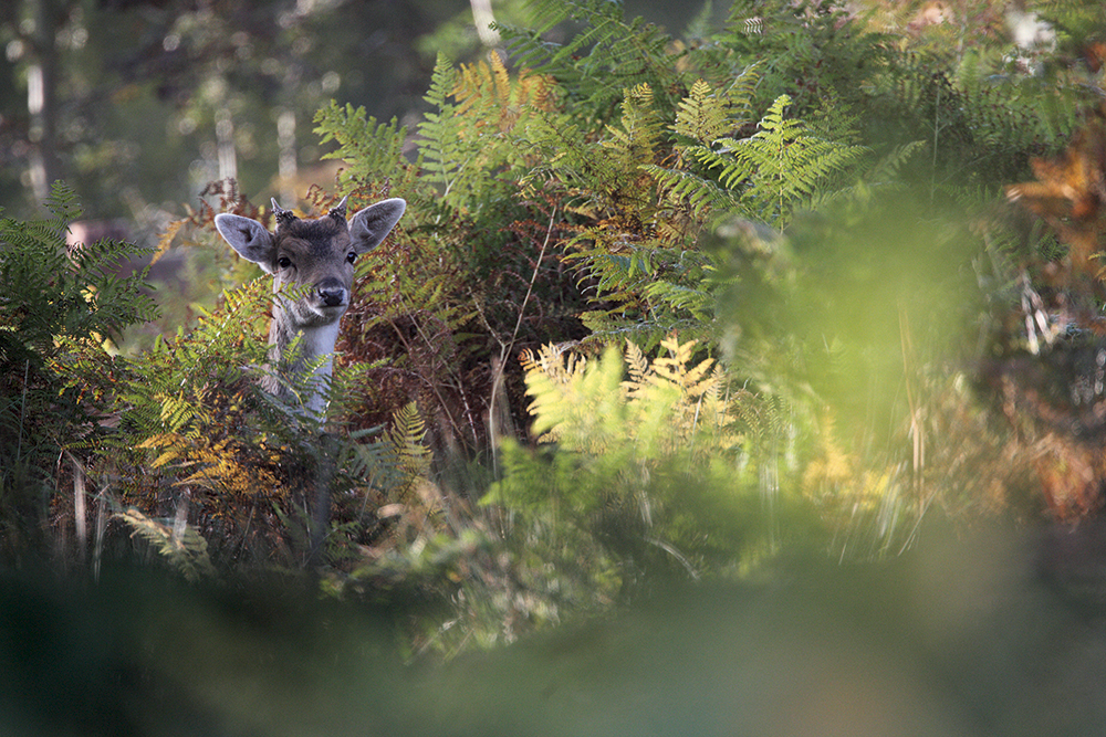Paul Hobson Fallow Deer among bracken