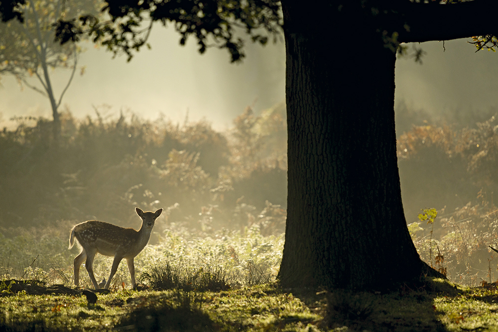 Paul Hobson fallow deer in dawn light