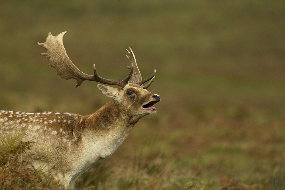 Paul Hobson fallow deer roaring