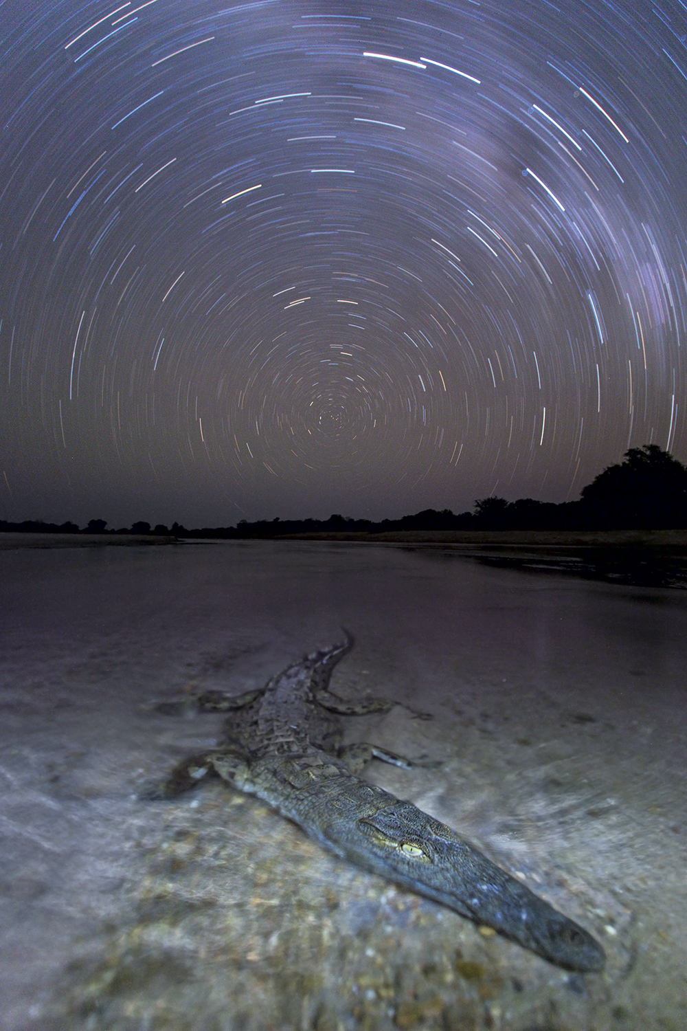 Will Burrard-Lucas crocodile