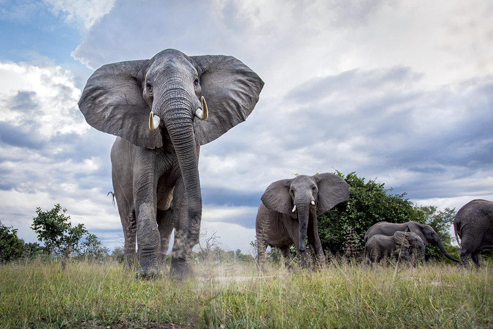 Will Burrard-Lucas elephants