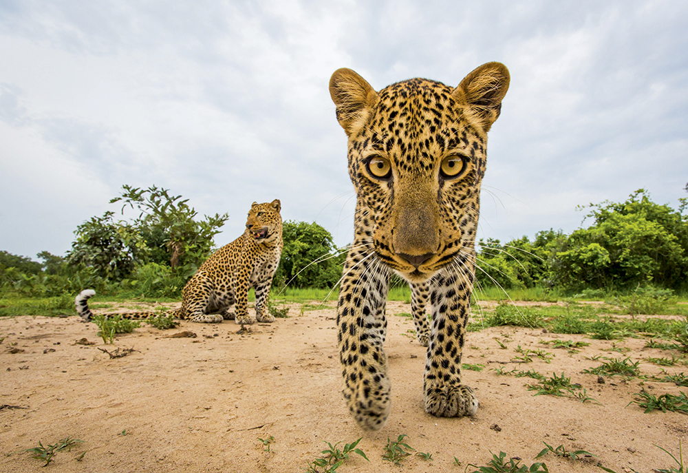Will Burrard-Lucas leopards