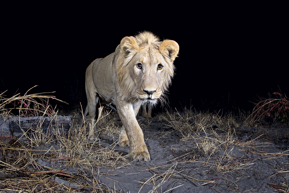 Will Burrard-Lucas lion