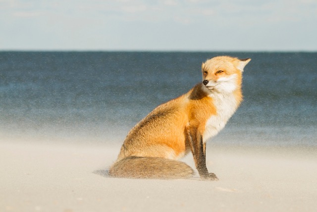 Fox in snow