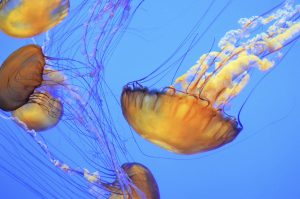 Swarms of Chrysaora Fuscescens by Jessica Chatburn