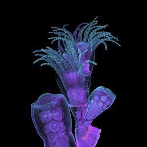 Obelia Hydroid by Teresa Zgoda