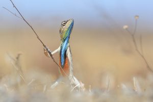 Warrior of the Grasslan by Anup Deodhar