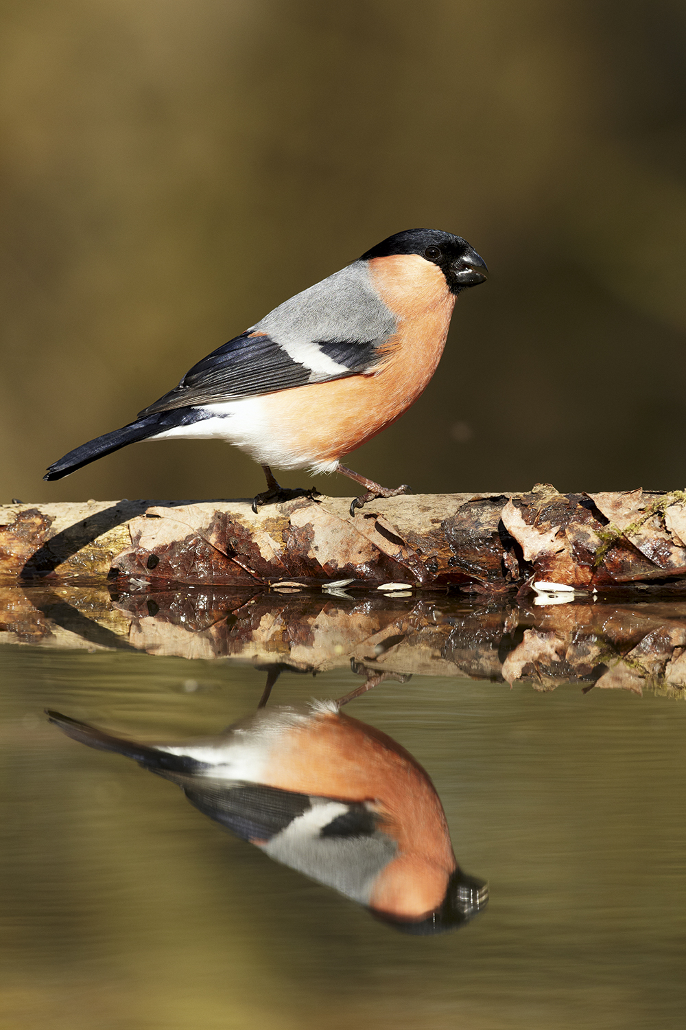 Mark Sisson Bullfinch reflection pool