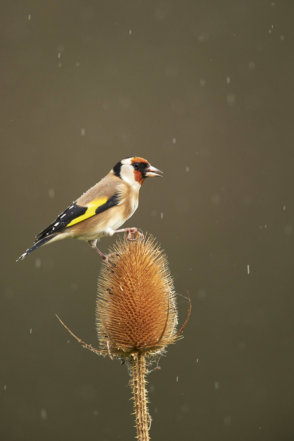 Mark Sisson Goldfinch on teasel