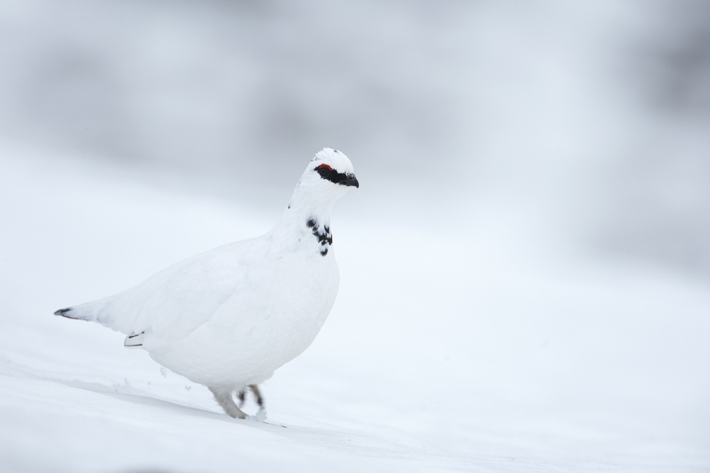 Mark Sisson Ptarmigan in winter