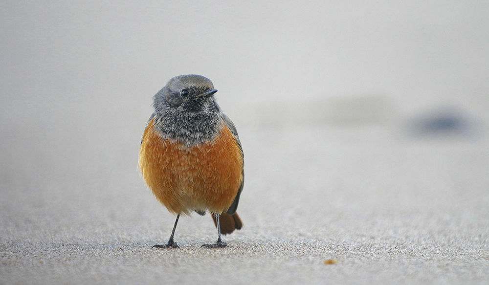 Paul Hackett Eastern Black Redstart