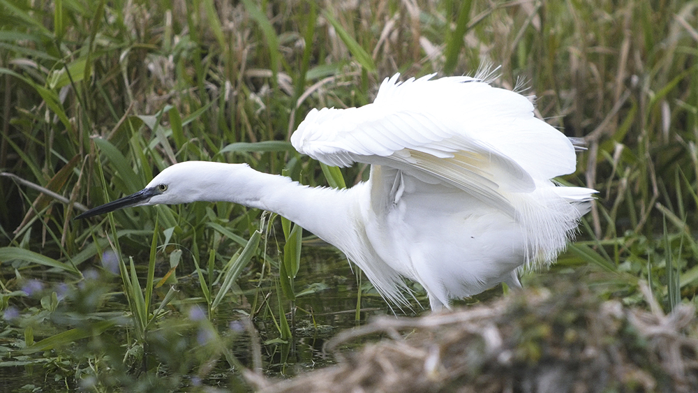 Paul hackett European Little Egret