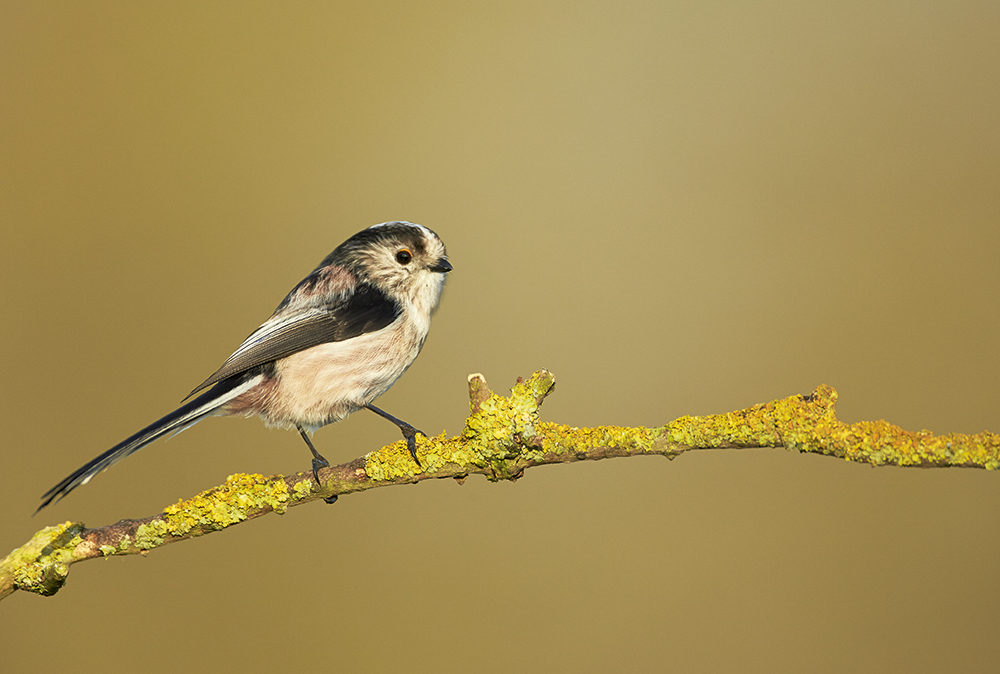 Perches complement the background
