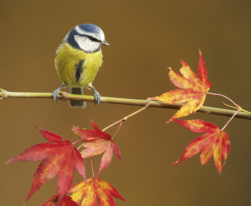 Perches find the right perch