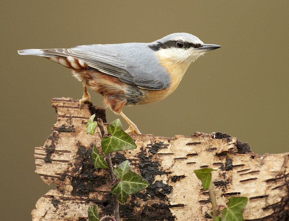 Perches use a table