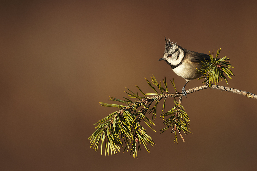 Tip 3 Crop your composition