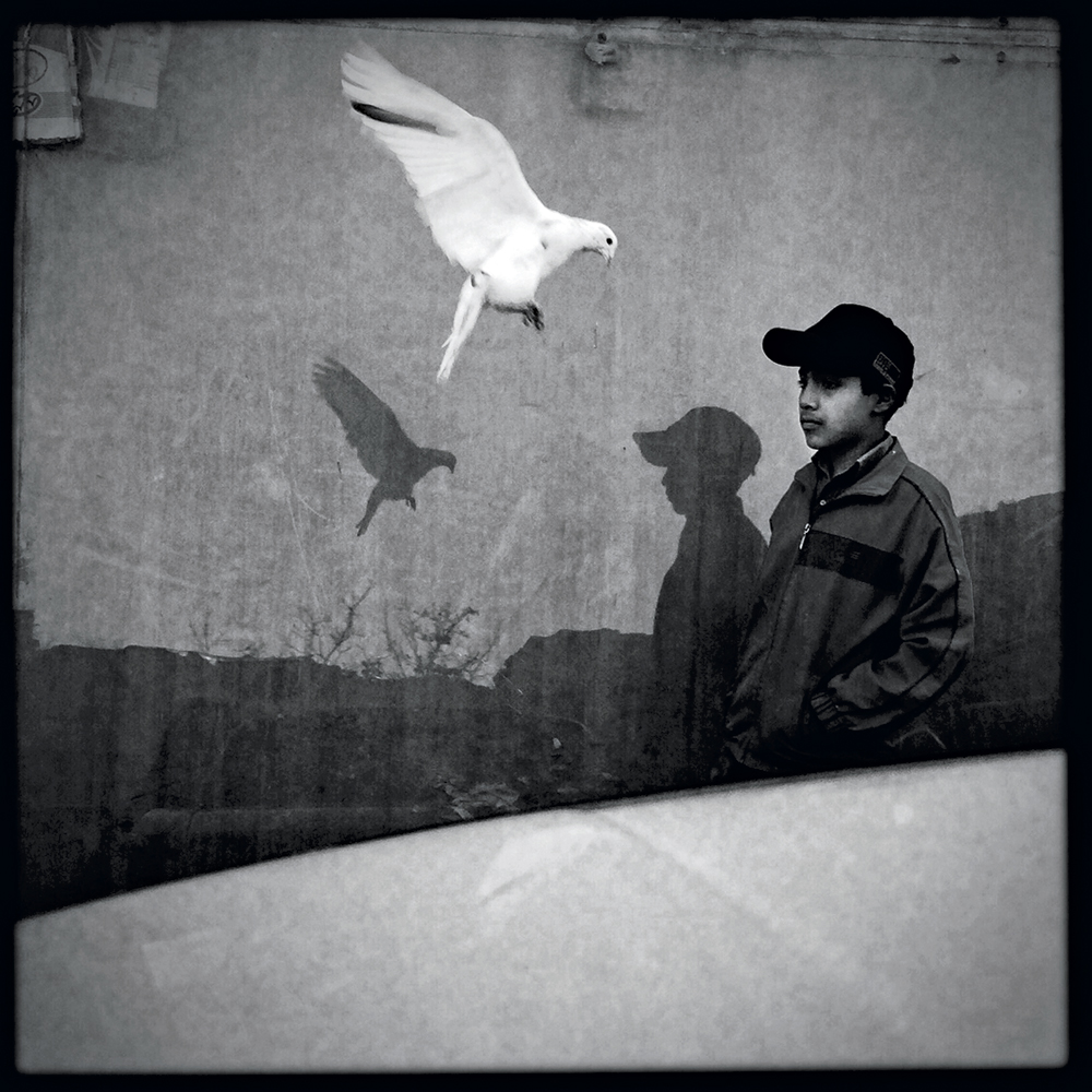 Ali Shams bird and boy
