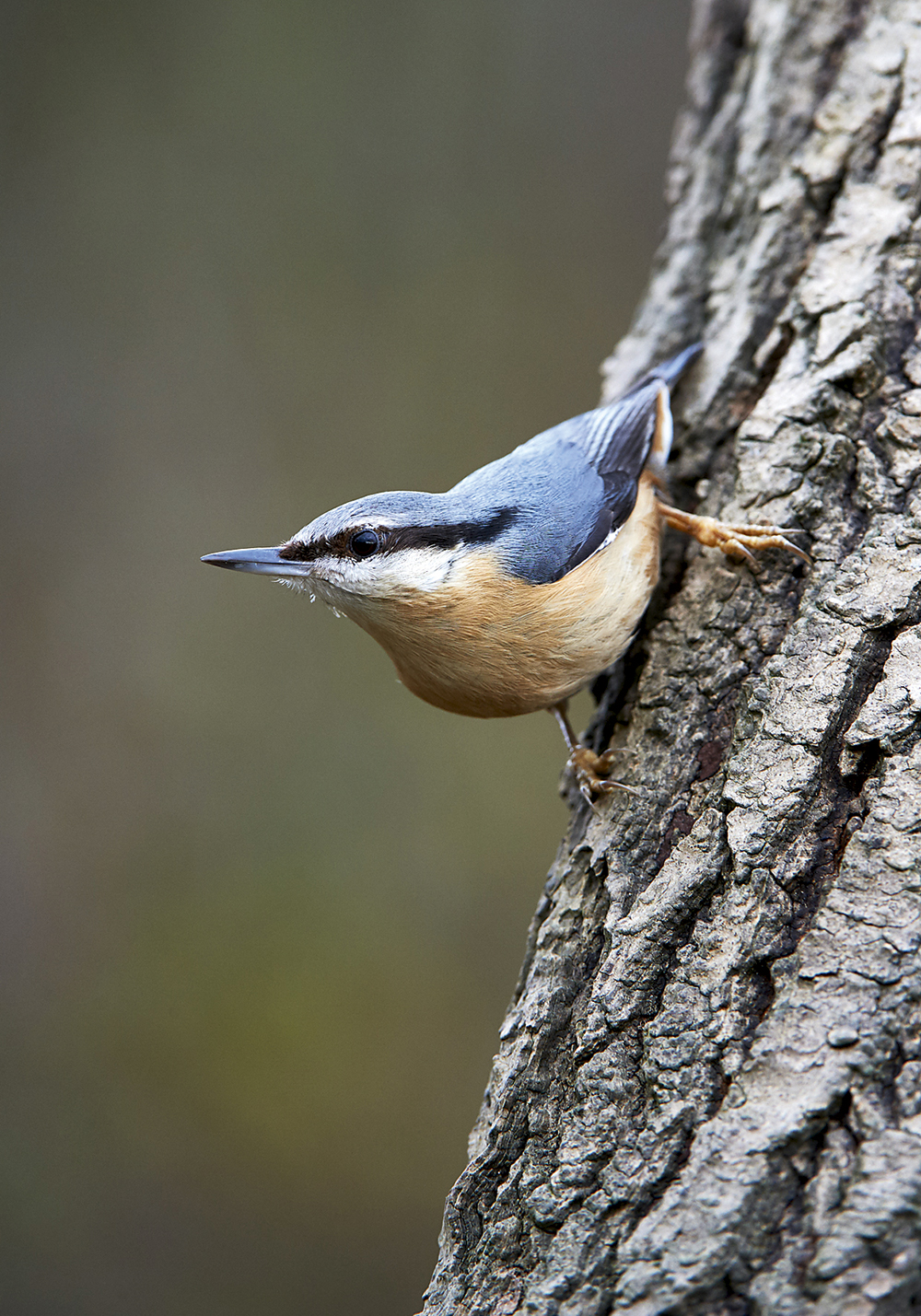 Bird on tree