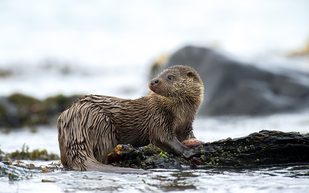 coastal otter