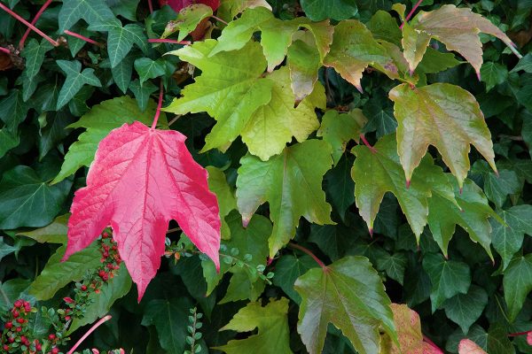 Pentax K-70 review sample image