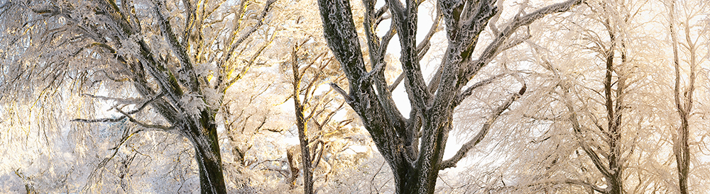 Jeremy Walker Lewesdon Hill backlit trees