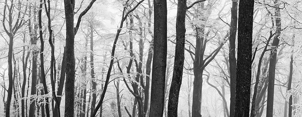 Jeremy Walker Lewesdon Hill monochrome image