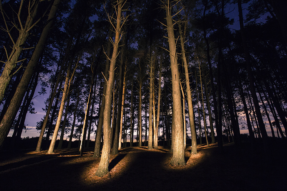 Lowel GL-1 Power LED details in forest