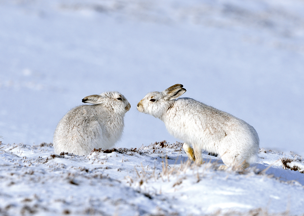 Mountain hares