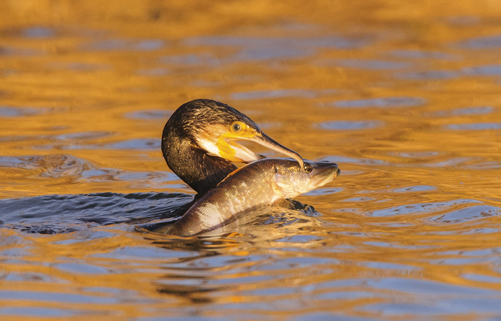 Oscar Dewhurst cormorant with pike