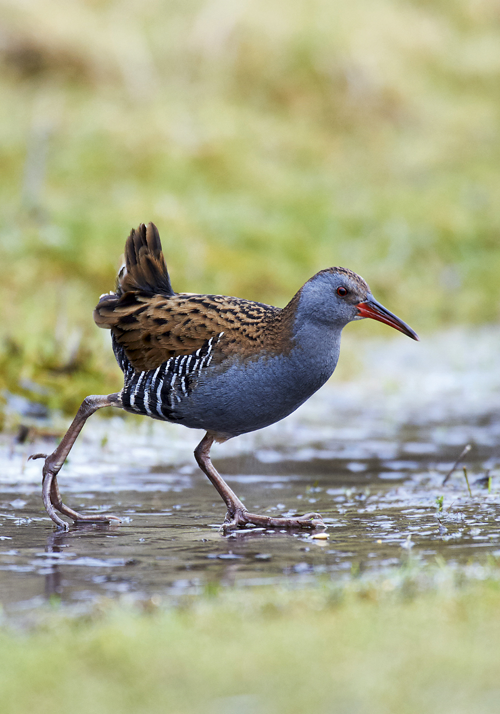 Water rail