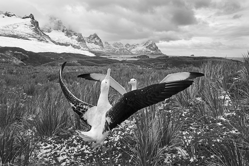 David Tipling monochrome step 4