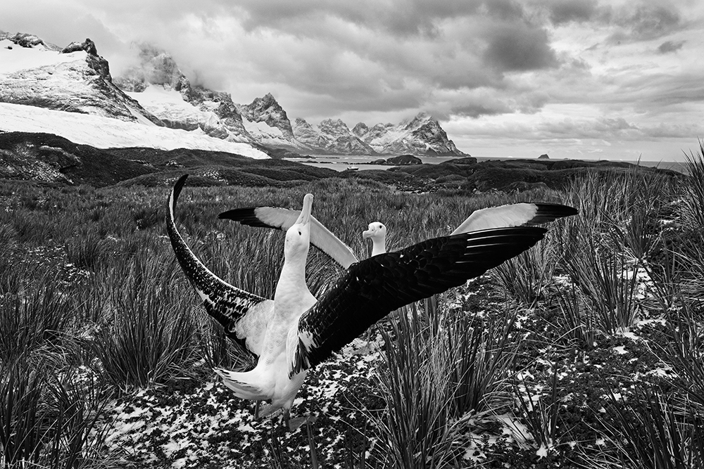 David Tipling monochrome step 5