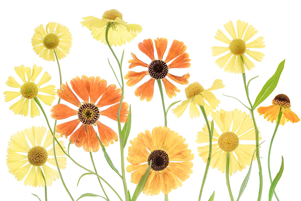 Mandy Disher Florals Heleniums