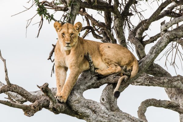 Nikon AF-S Nikkor 80-400mm f:4.5-5.6G ED VR Field Test. Credit: Phil Hall