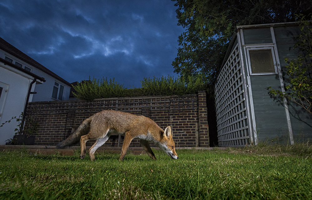 Richard Peters fox