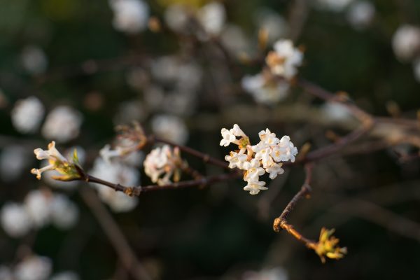 Techart PRO Leica M - Sony E autofocus adapter review sample image