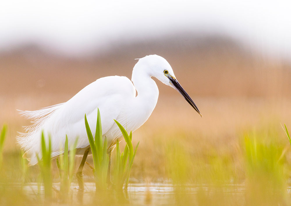 Little egret taken at water level